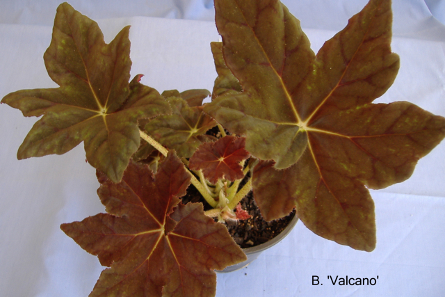 B. ‘Volcano’